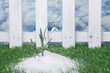 Schneeglöckchen im Schnee - Snowdrop In Snow