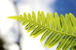 fern