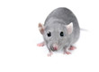 Funny rat on white background