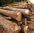 the cut trees