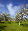blossoming garden
