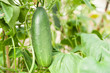 Cucumber