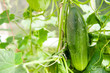 Photo: Cucumber Cucumber