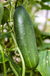 Photo: Cucumber Cucumber