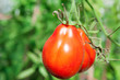 Photo: Beef tomato Beef tomato