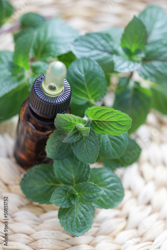 Photo: mint essential oil mint essential oil