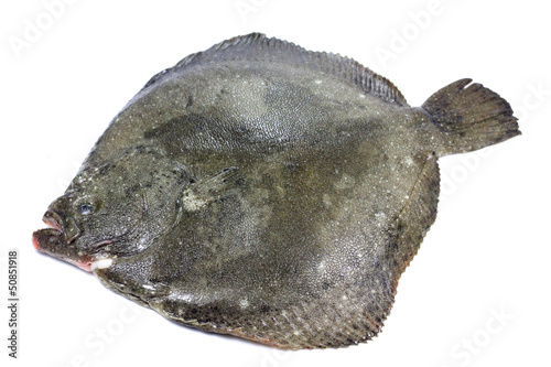 Photo: turbot turbot