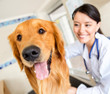 Cute dog at the vet