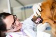 Vet checking teeth of a dog