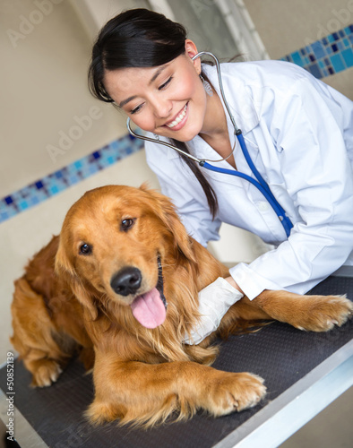Photo: Veterinarian checking a dog Veterinarian checking a dog