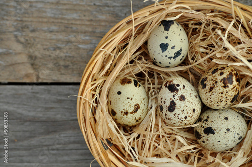 Photo: Wachteleier im Nest Wachteleier im Nest