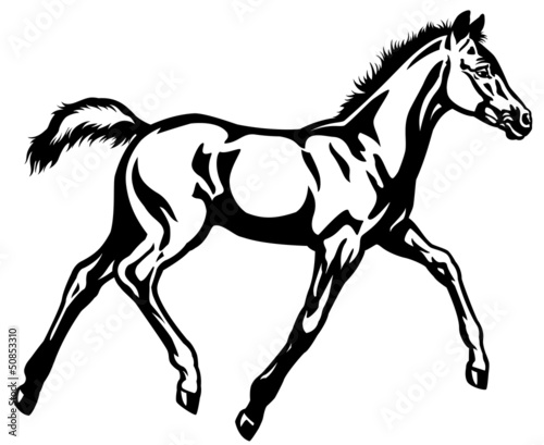 Vector: foal black white foal black white