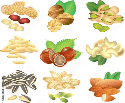 Vector: nuts and seeds photo-realistic vector set nuts and seeds photo-realistic vector set
