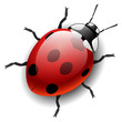 Ladybug