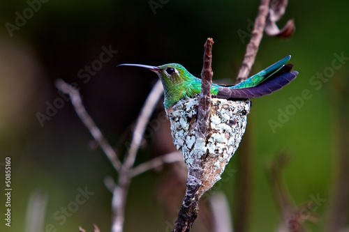 Photo: oiseau colibri dans son nid oiseau colibri dans son nid