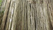 Video: Large banyan tree Large banyan tree