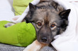 Foto: Hund auf Sofa mit Kissen und Decke Hund auf Sofa mit Kissen und Decke