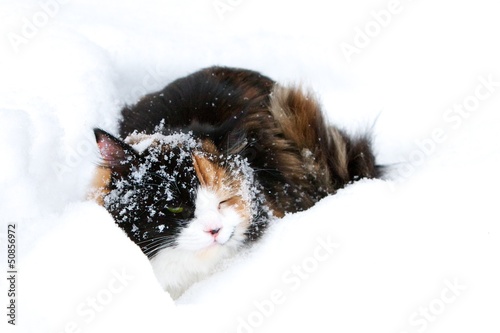 Photo: Dark cat in a snowdrift Dark cat in a snowdrift