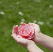 Rose in der Hand