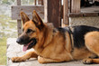 German sheperd dog