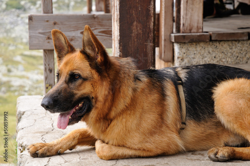Photo: German sheperd dog German sheperd dog