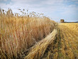 Campo di grano