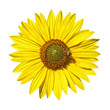 abeille sur fleur de tournesol