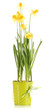 Beautiful yellow daffodils in flowerpot isolated on white