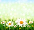 Nature background with green grass and flowers and blue sky. Vec