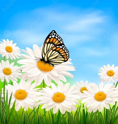 Vector: Nature background with spring daisy flower and butterfly. Nature background with spring daisy flower and butterfly.