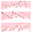 Three spring banners with blossoming tree brunch