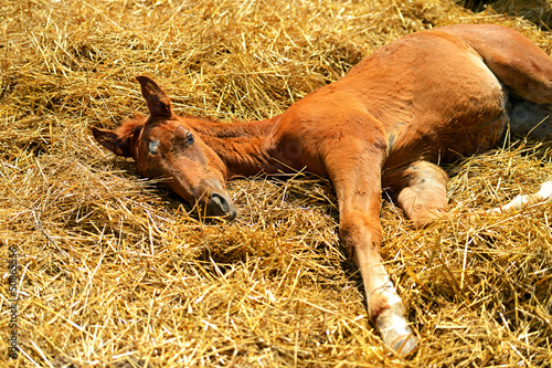 Photo: Horse Horse