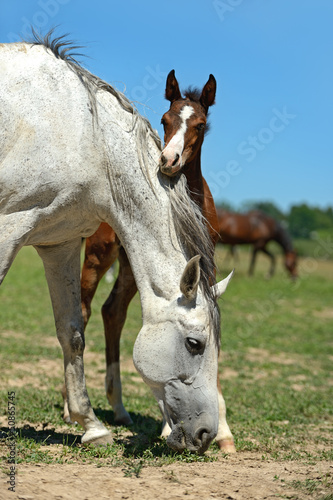 Photo: Horse Horse