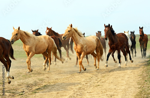 Photo: Horse Horse