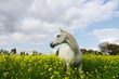 Foto: Schimmel im Rapsfeld vor Wolken Schimmel im Rapsfeld vor Wolken