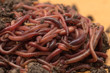 red worms in compost - bait for fishing