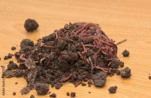 Photo: red worms in compost - bait for fishing red worms in compost - bait for fishing