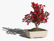 Азалия индийская (Rhododendron  indicum). Бонсай