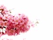 さくら