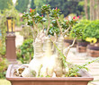 bonsai trees