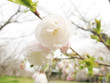 桜─白妙(シロタエ)
