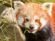 The Red Panda, Firefox or Lesser Panda