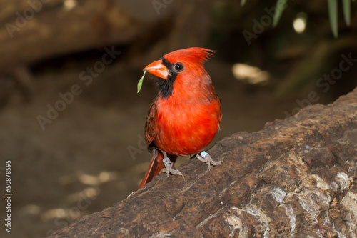 Photo: Northern Cardinal in captivity Northern Cardinal in captivity