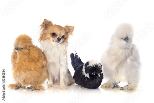 Photo: bantam chicken and chihuahua bantam chicken and chihuahua