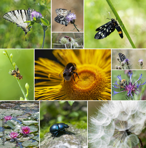 Photo: Collage of insect and flowers Collage of insect and flowers