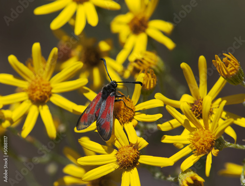 Photo: Red butterfly and yellow flowers Red butterfly and yellow flowers