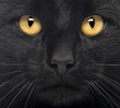 Close-up of a Black Cat