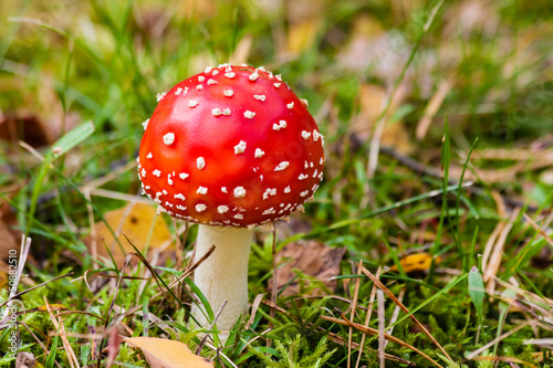 Photo: Fliegenpilz, Fly agaric Fliegenpilz, Fly agaric