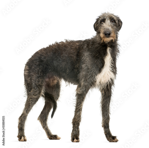 Photo: Scottish Deerhound looking at the camera, isolated on white Scottish Deerhound looking at the camera, isolated on white