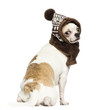 Rear view of a Chihuahua (2 years old) sitting